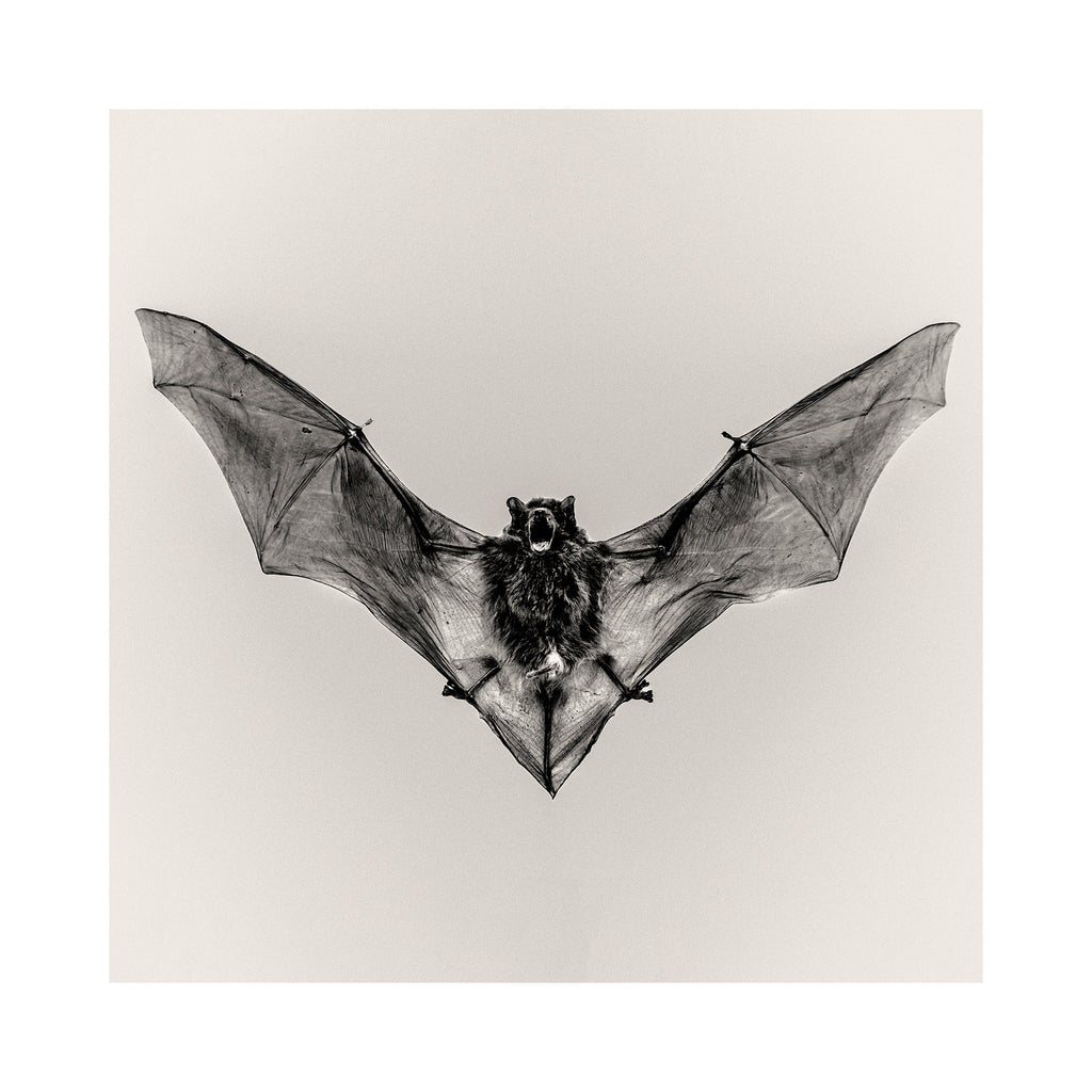 Pipistrelle