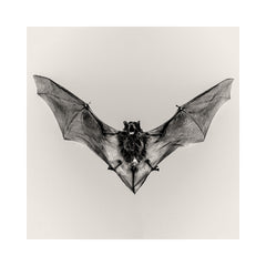 Pipistrelle