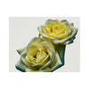 Yellow Roses