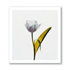 Yellow Leaf Tulip