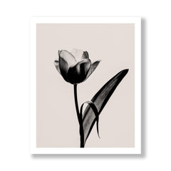 Tulipa - Sepia