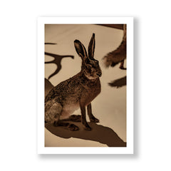 The Hare