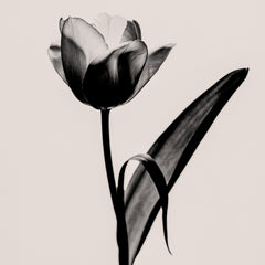 Tulipa - Sepia