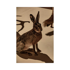 The Hare